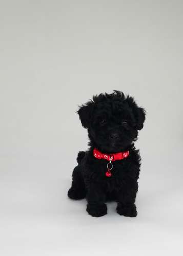 French poodle tacita hembra y machos 