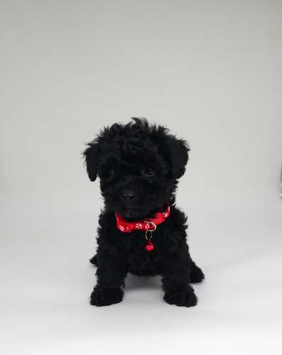 French poodle tacita hembra y machos 