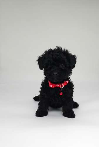 French poodle tacita hembra y machos 