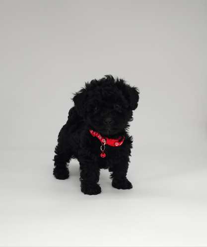 French poodle tacita hembra y machos 