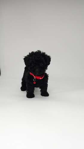 French poodle tacita hembra y machos 
