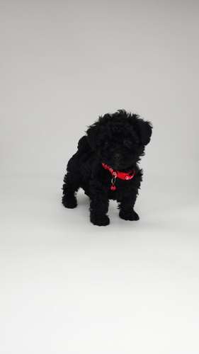 French poodle tacita hembra y machos 