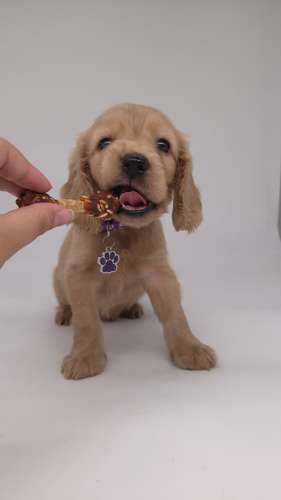 Coker spaniel hembras y machos 