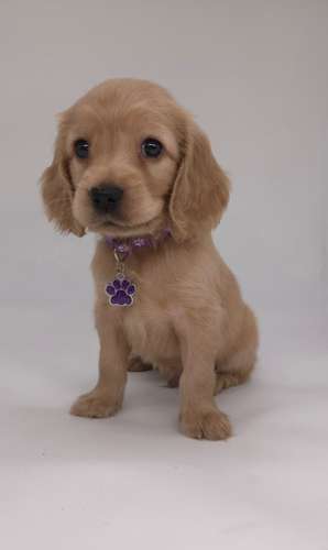 Coker spaniel hembras y machos 