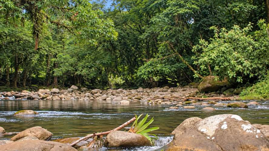 Finca Agroindustrial de 63 Has en Guápiles | A 800m de Ruta 32 - Ideal Ganadería, Agricultura o Extracción