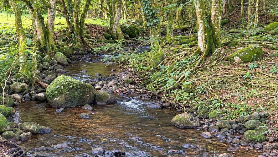 Finca Agroindustrial de 63 Has en Guápiles | A 800m de Ruta 32 - Ideal Ganadería, Agricultura o Extracción - Imagen 6