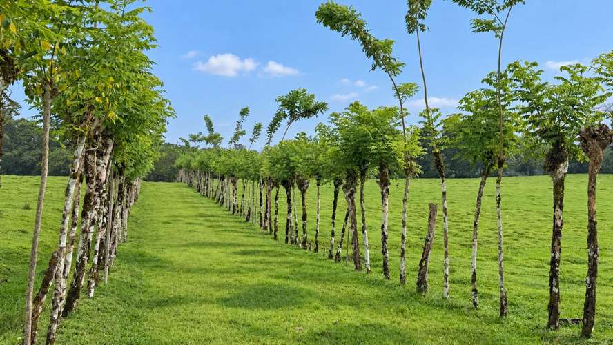 Finca Agroindustrial de 63 Has en Guápiles | A 800m de Ruta 32 - Ideal Ganadería, Agricultura o Extracción - Imagen 16