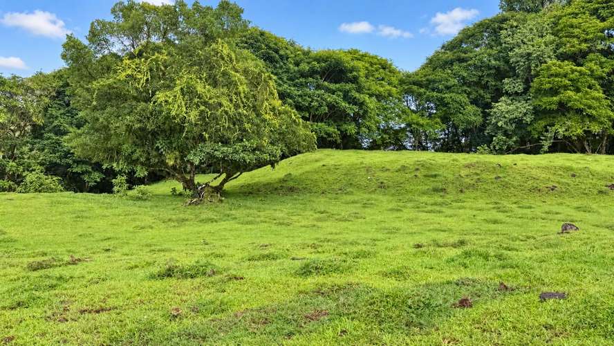 Finca Agroindustrial de 63 Has en Guápiles | A 800m de Ruta 32 - Ideal Ganadería, Agricultura o Extracción - Imagen 17