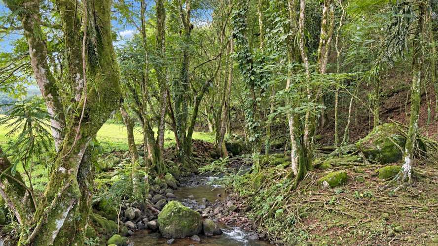 Finca Agroindustrial de 63 Has en Guápiles | A 800m de Ruta 32 - Ideal Ganadería, Agricultura o Extracción - Imagen 7