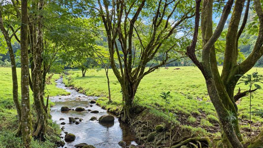 Finca Agroindustrial de 63 Has en Guápiles | A 800m de Ruta 32 - Ideal Ganadería, Agricultura o Extracción - Imagen 8