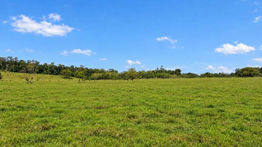 Finca Agroindustrial de 63 Has en Guápiles | A 800m de Ruta 32 - Ideal Ganadería, Agricultura o Extracción - Imagen 2