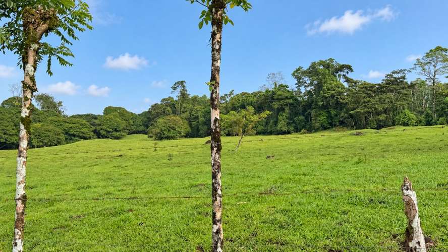 Finca Agroindustrial de 63 Has en Guápiles | A 800m de Ruta 32 - Ideal Ganadería, Agricultura o Extracción - Imagen 18