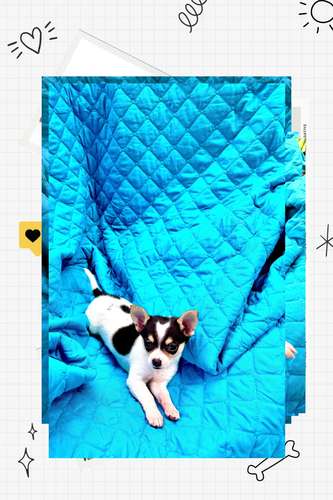Chiguagua macho 3 meses