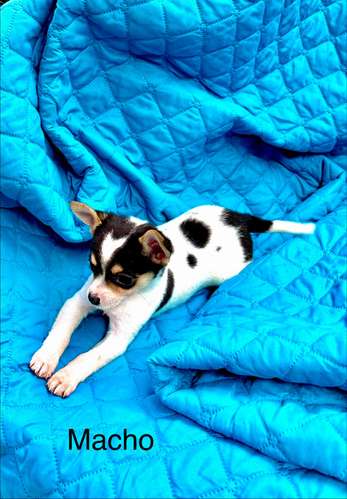 Chiguagua macho 3 meses - Imagen 3