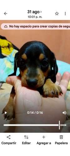 Perro salchicha macho 