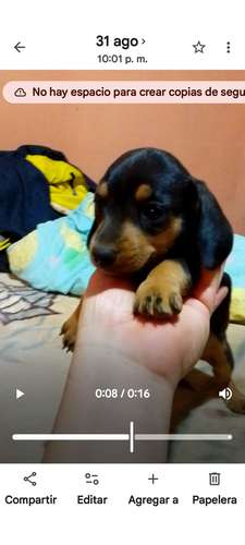 Perro salchicha macho  - Imagen 2