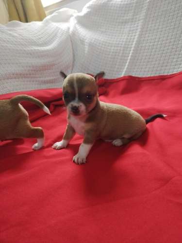 Chihuahuas cabeza de manzana  - Imagen 5
