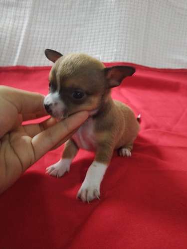 Chihuahuas cabeza de manzana  - Imagen 2