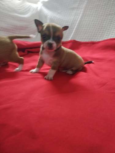 Chihuahuas cabeza de manzana 