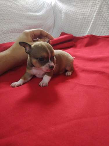 Chihuahuas cabeza de manzana  - Imagen 3