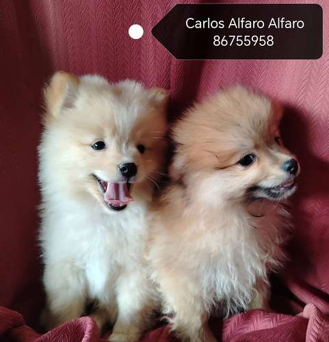 Pomeranio cachorros.. 