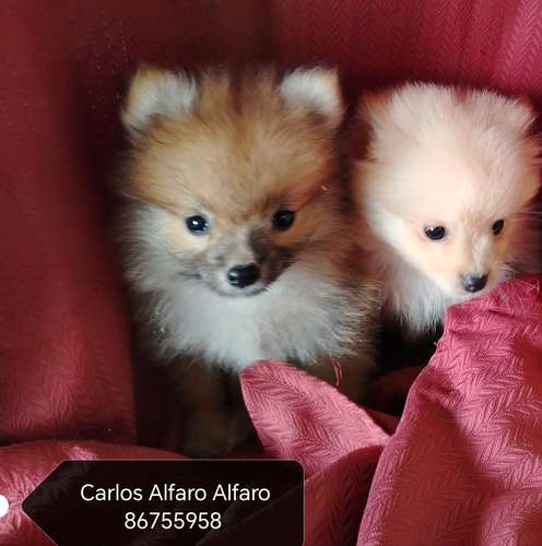 Pomeranio cachorros.. 