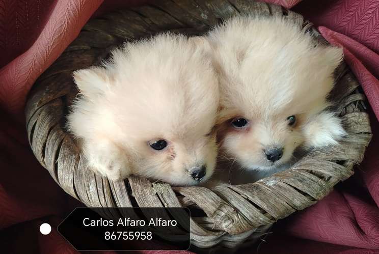 Pomeranio cachorros.. 