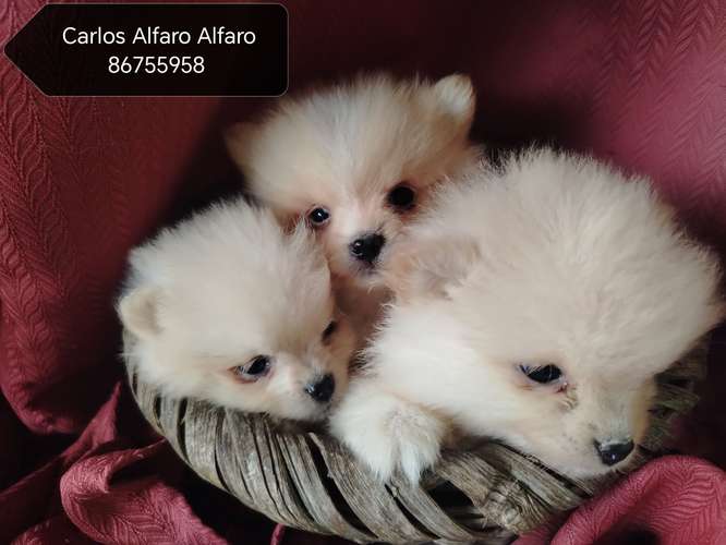 Pomeranio cachorros.. 
