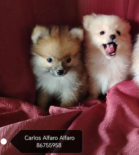 Pomeranio cachorros.. 