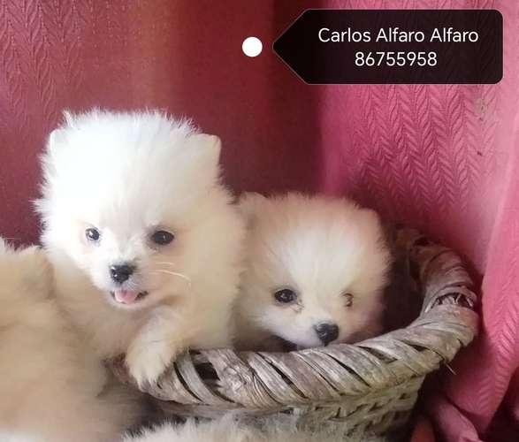 Pomeranio cachorros.. 