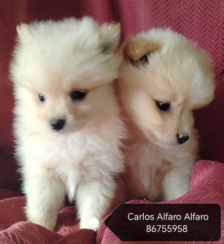 Pomeranio cachorros.. 