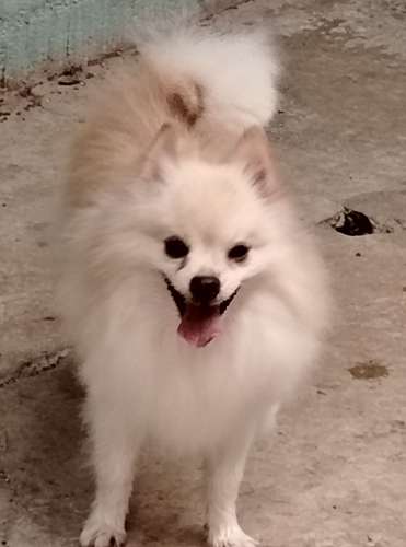Pomeranio cachorros.. 