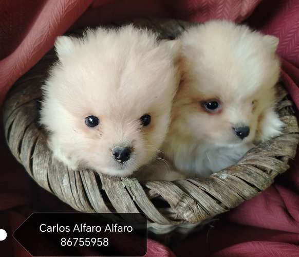 Pomeranio cachorros.. 