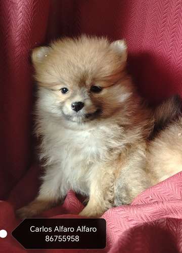 Pomeranio cachorros.. 