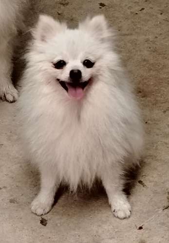 Pomeranio cachorros.. 
