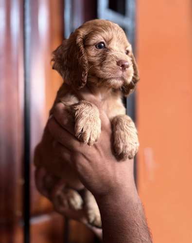 COCKER SPANIEL INGLES - Imagen 3