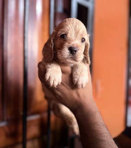 COCKER SPANIEL INGLES - Imagen 2