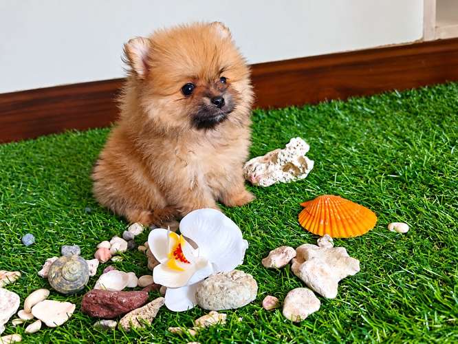 Hembra Pomeranian miniatura 