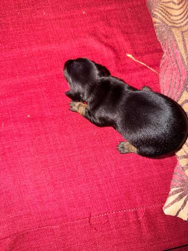 Hermosos bebés salchichas 