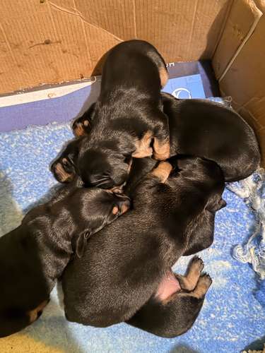 Hermosos bebés salchichas 