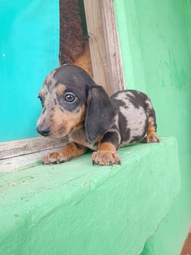Pareja de salchicha mini venta - Imagen 5