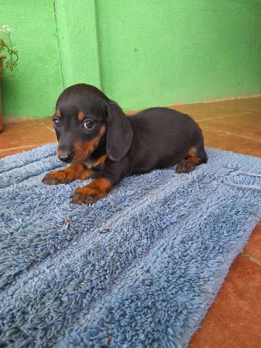 Pareja de salchicha mini venta - Imagen 2