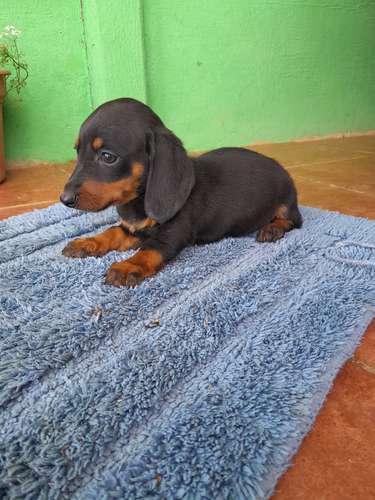 Pareja de salchicha mini venta - Imagen 3