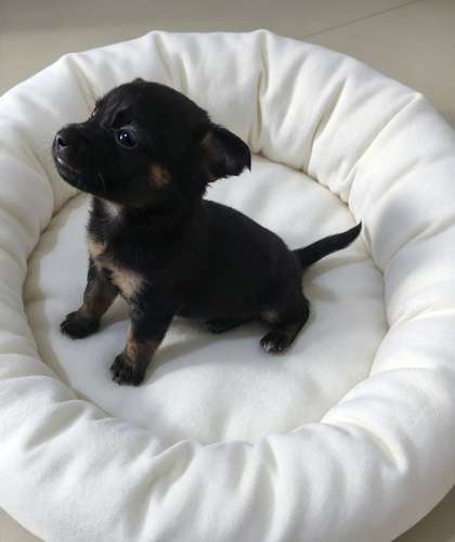 Chihuahua de pelo largo miniatura 