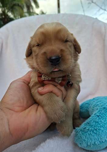 Golden Retriever 