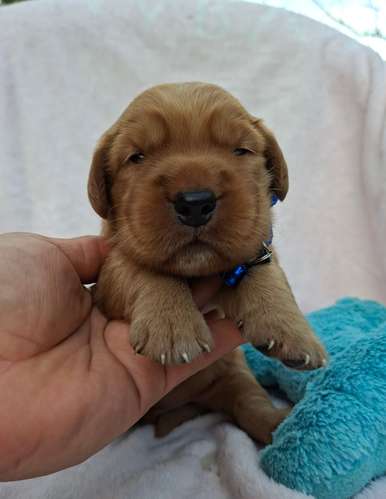 Golden Retriever 