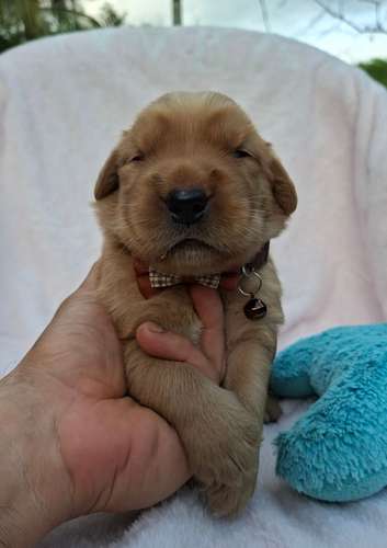 Golden Retriever 