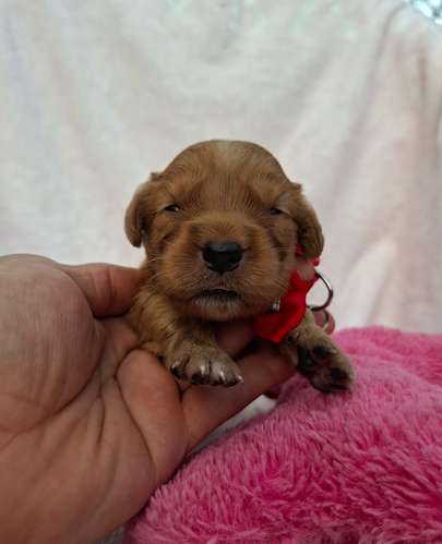 Golden Retriever 