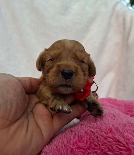 Golden Retriever 