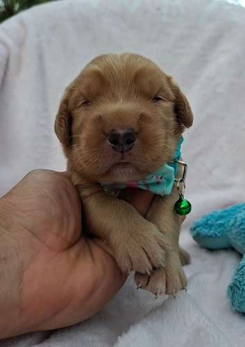 Golden Retriever 